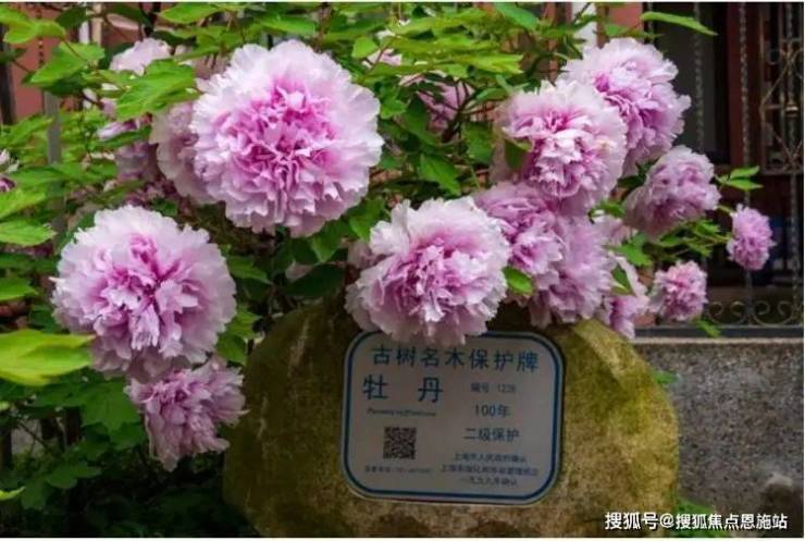 溢泽华庭二期 (上海周浦)首页网站-2025楼盘评测_溢泽华庭二期 最新价格配套户型丨最新房价+户型图+环境+配套+资讯+地铁距离+售楼处电话+一房一价(图10)