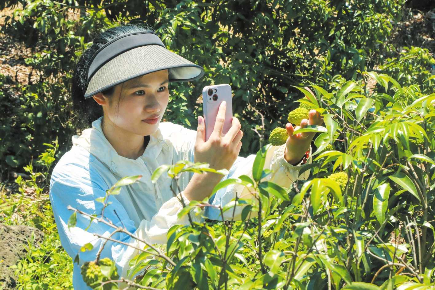 互联网搭“鹊桥” 荔枝香飘“云端” 电商助农推动海口火山荔枝与消费者实现“双向奔赴”(图1)